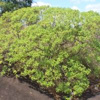 Osbeckia aspera Blume